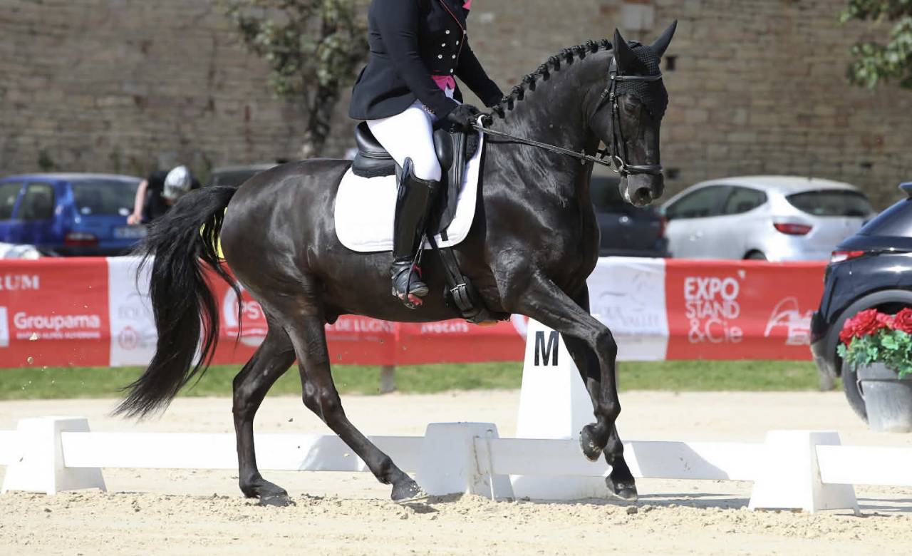 Hongre PRE 12 ans id&eacute;al club 