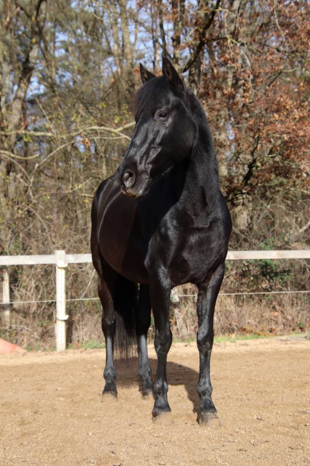 Hongre PRE 12 ans id&eacute;al club 