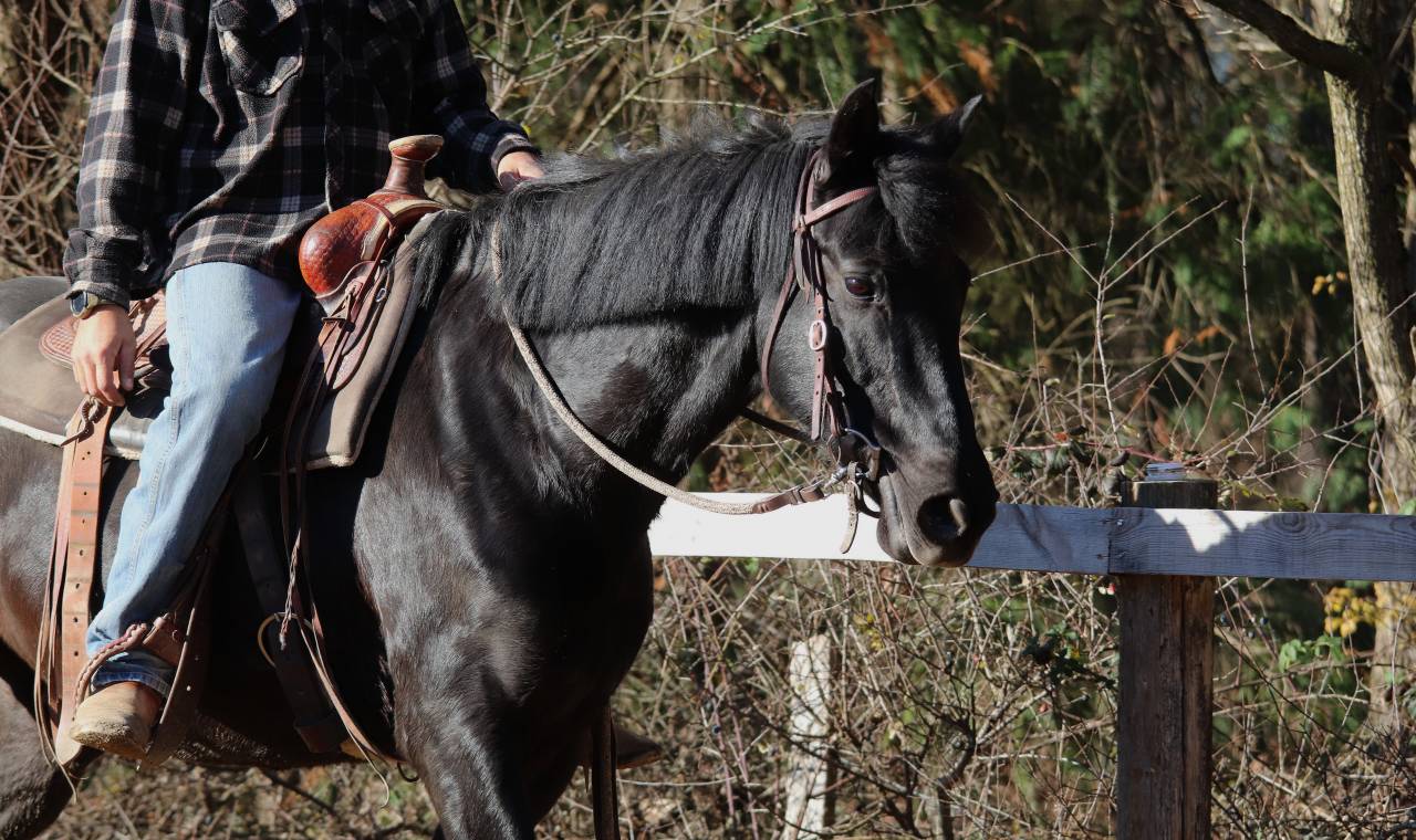 Hongre PRE 12 ans id&eacute;al club 