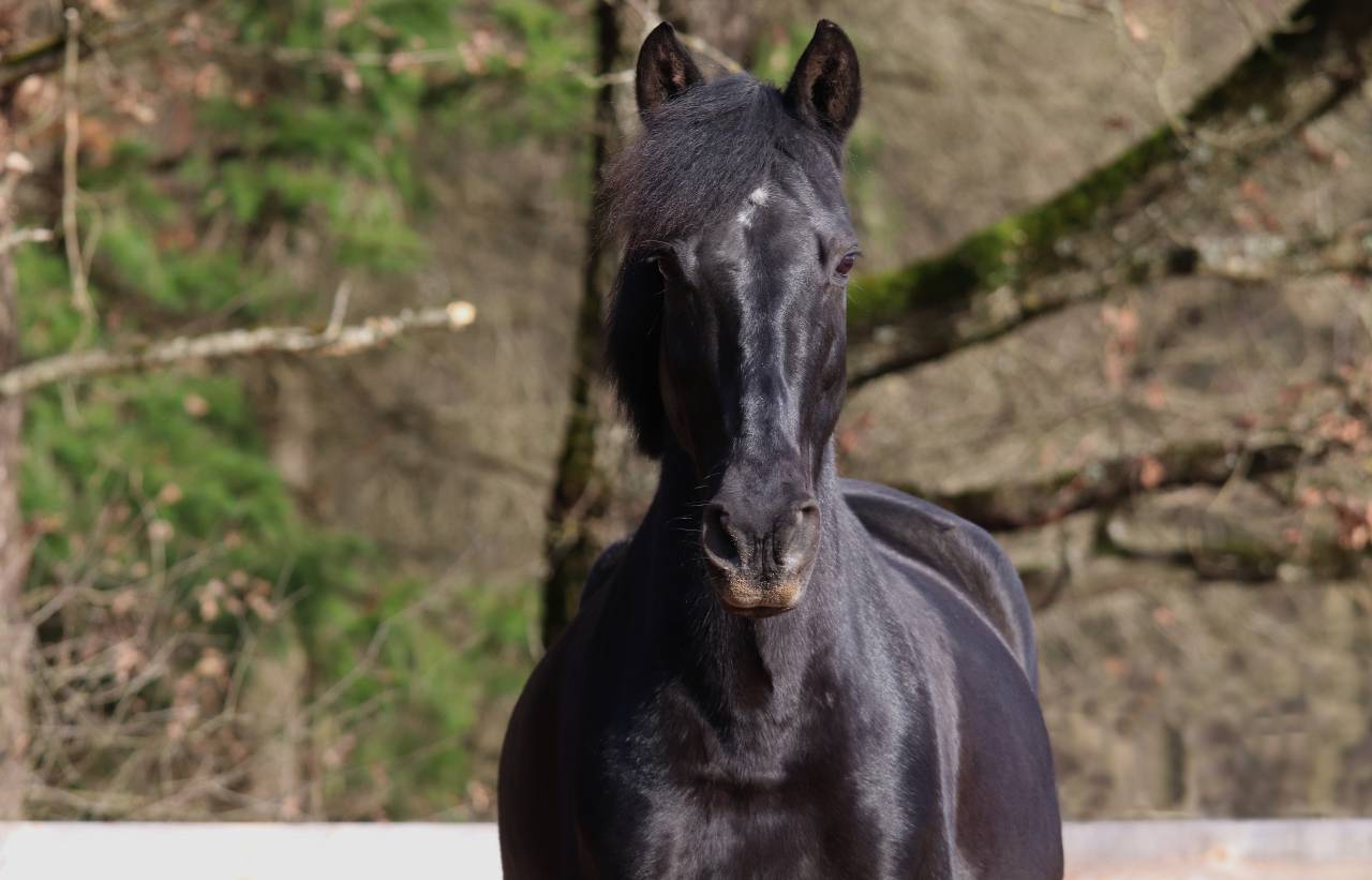 Hongre PRE 12 ans id&eacute;al club 