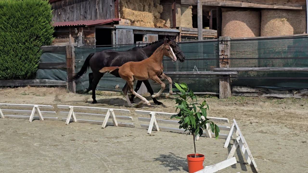Excellent poulain de dressage