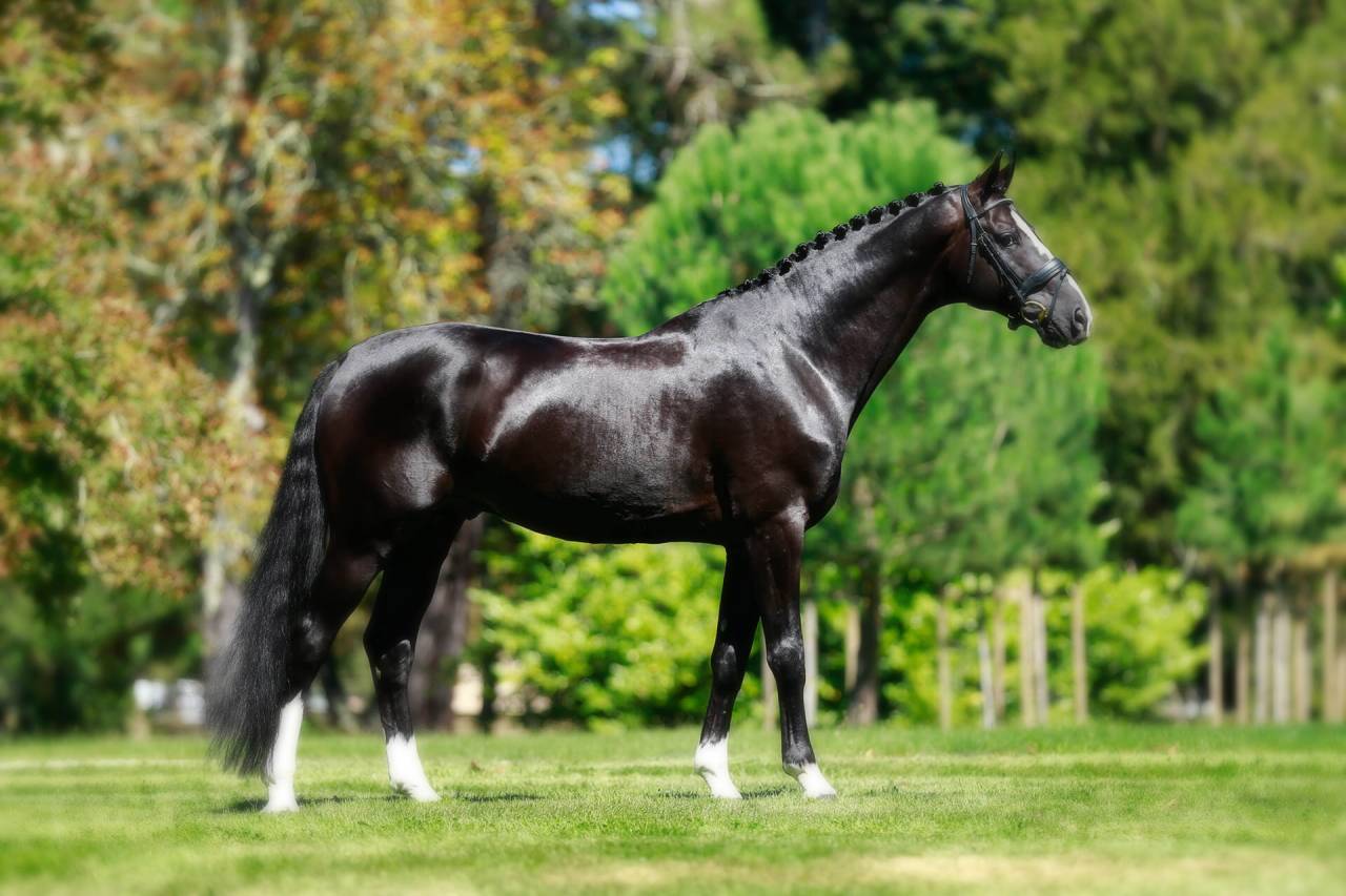 Excellent poulain de dressage