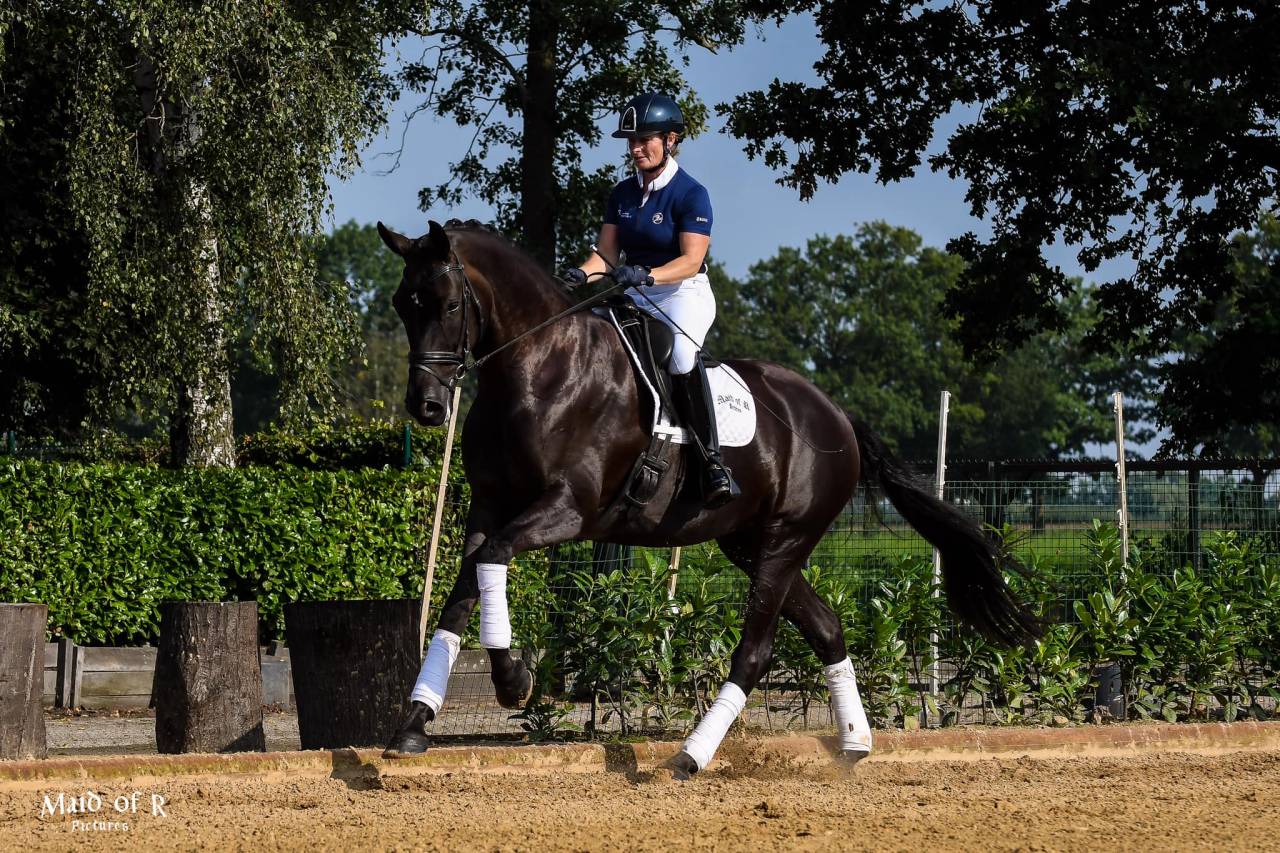 Excellent poulain de dressage