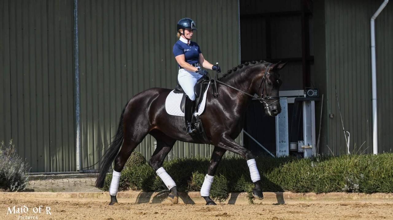 Excellent poulain de dressage