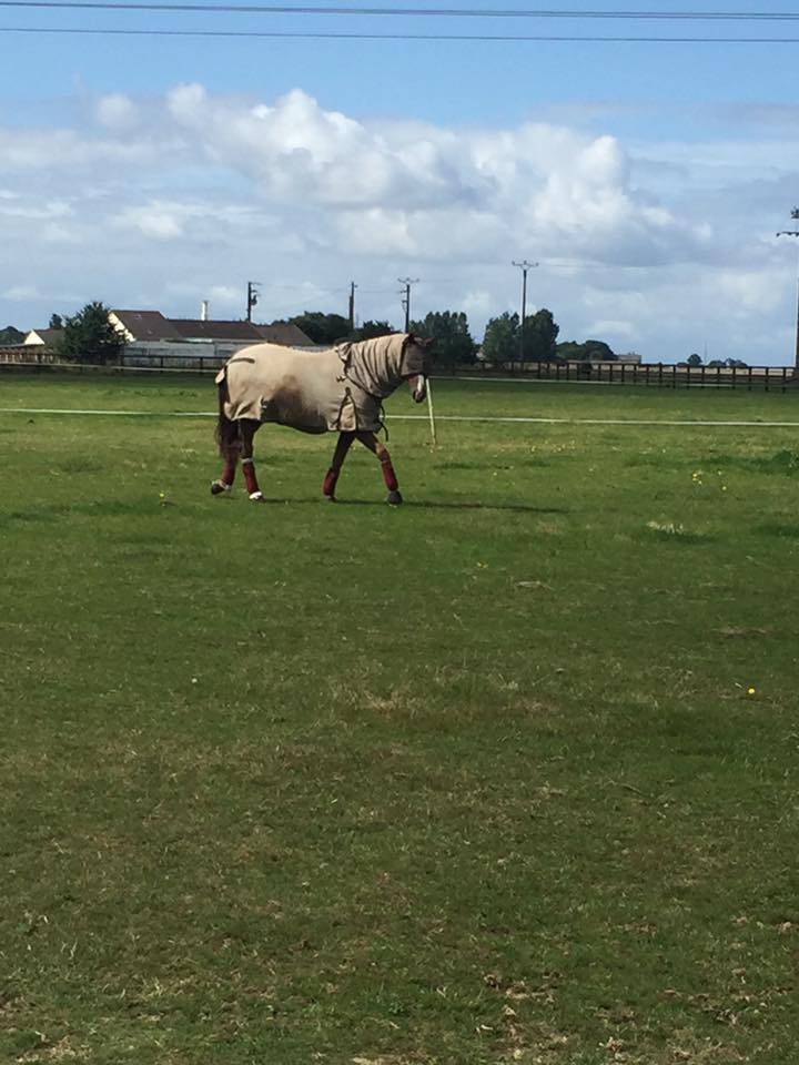 Pension chevaux Ecurie Dressage