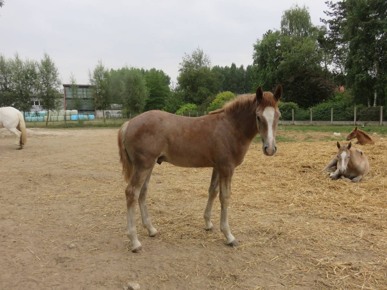 jeune cheval demi-sang arabo-boulonnais