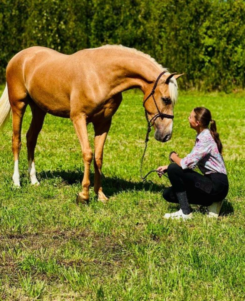 Magnifique cheval Palomino Andalou 