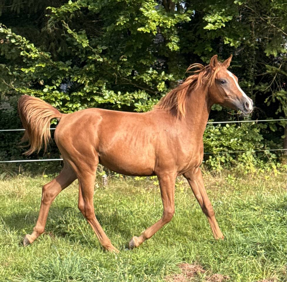 Poulain entier arabe 