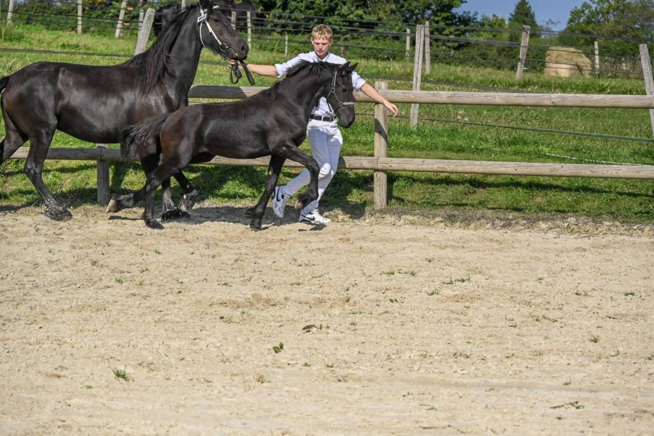 Fayleen Paige d’Ambène (Paige x Menso 542)