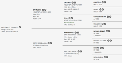 Top Cheval amateur potentiel 130-135