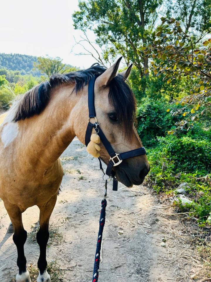 Poney C - WELSH Part Bred 