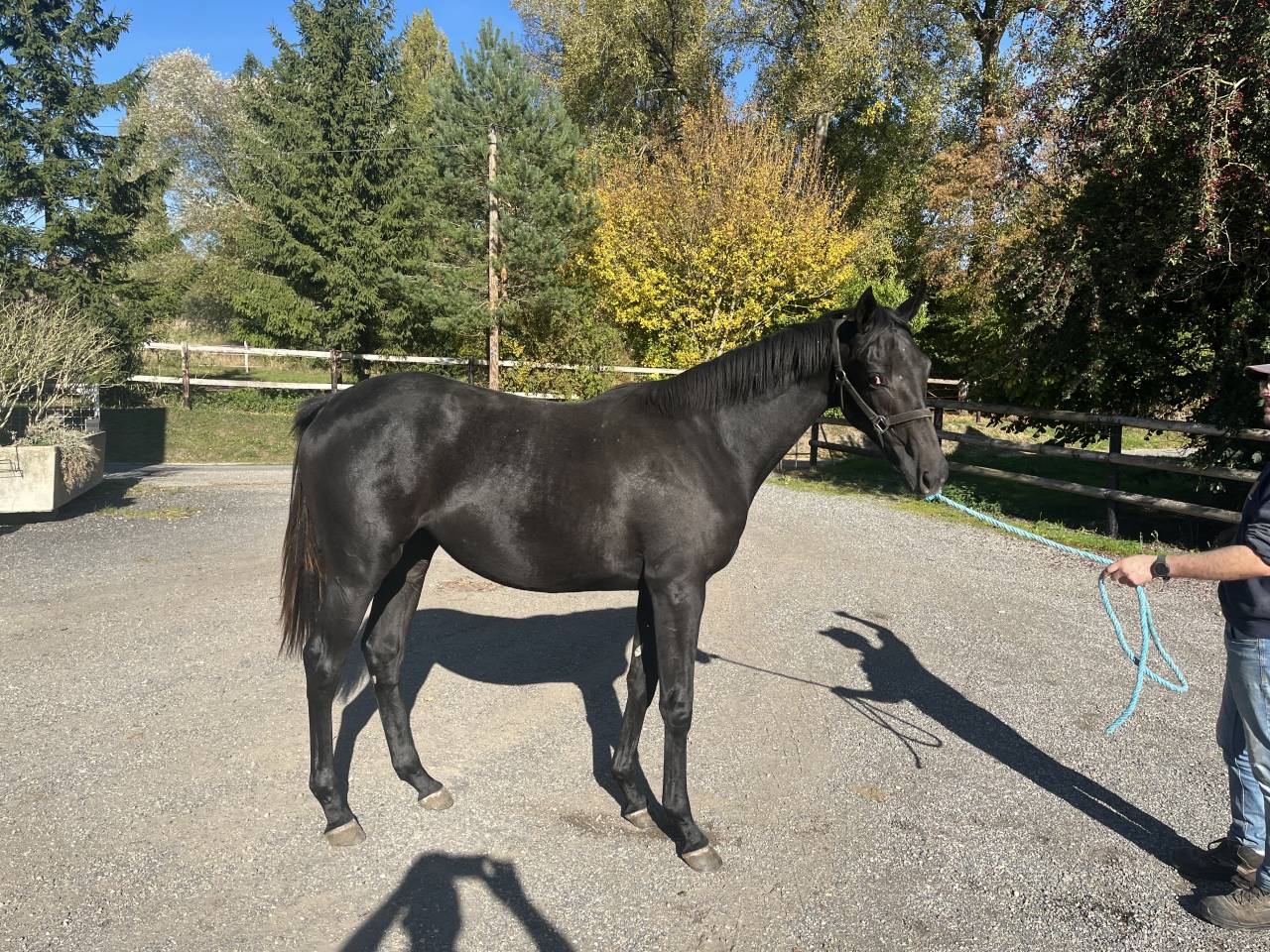 Pouliche yearling AQPS 