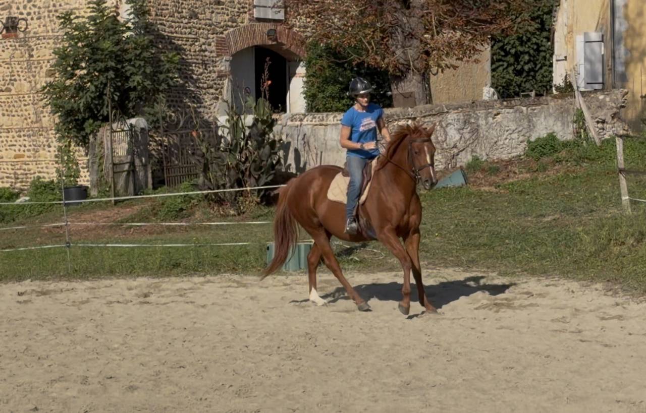 À vendre jument pur sang 5 ans