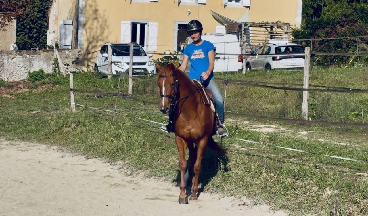 À vendre jument pur sang 5 ans