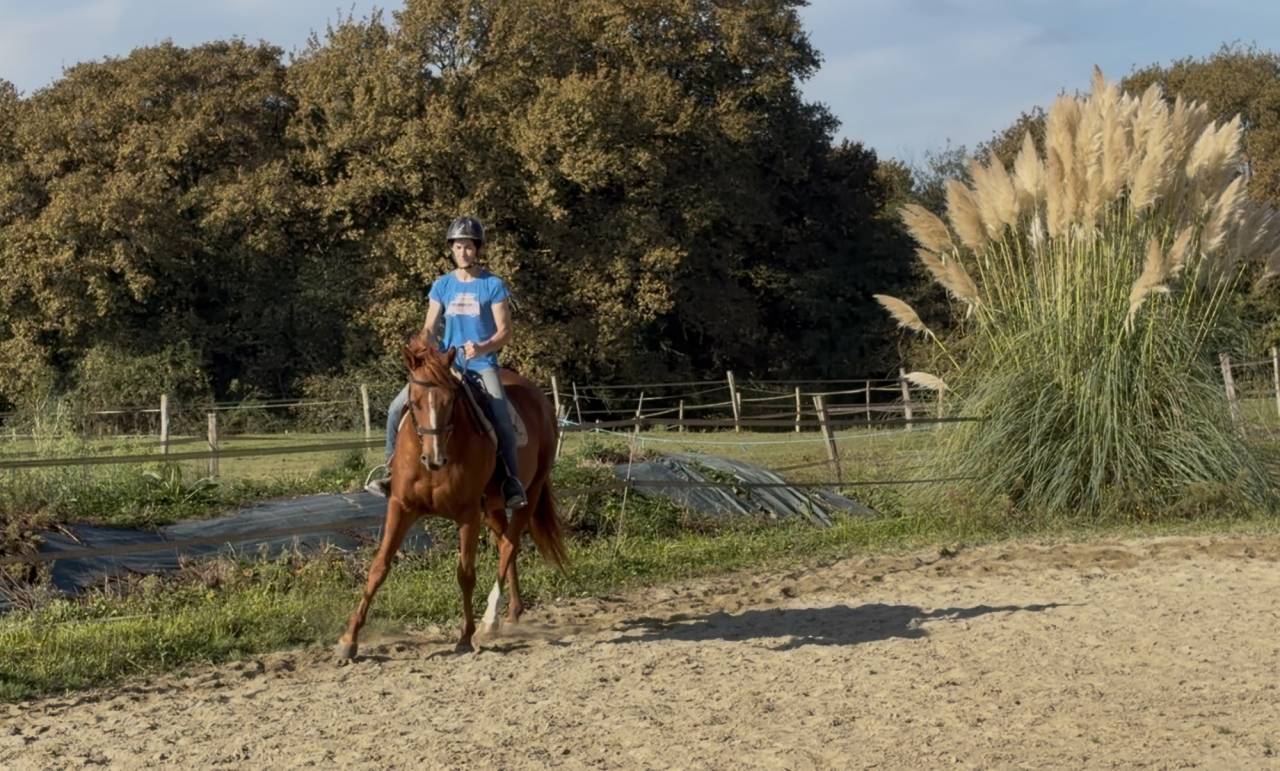 À vendre jument pur sang 5 ans