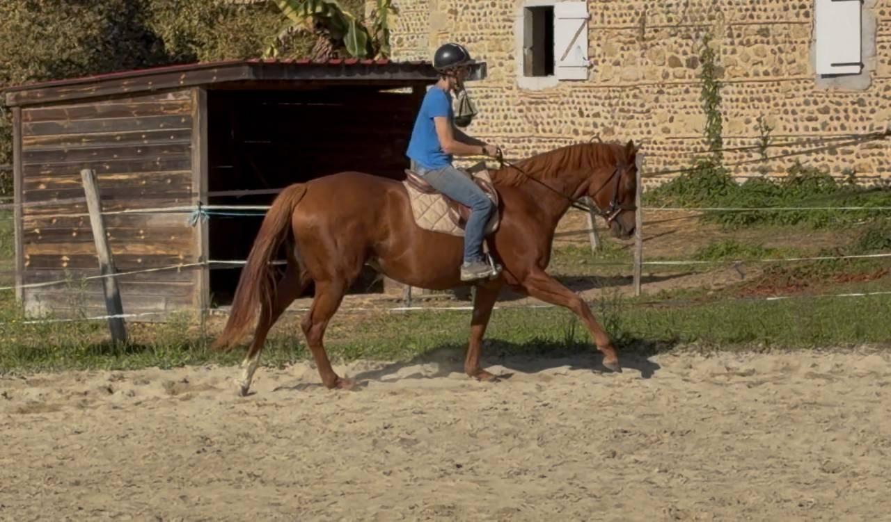 À vendre jument pur sang 5 ans