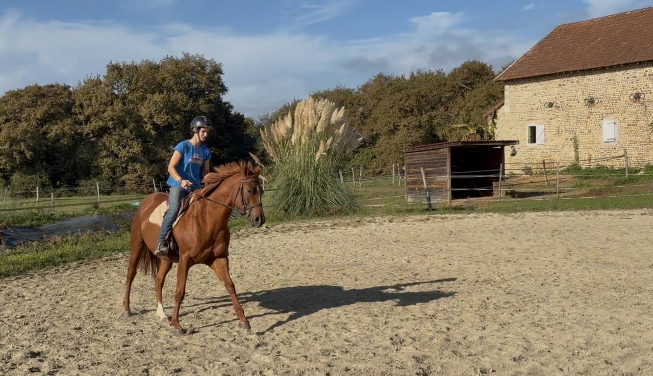 À vendre jument pur sang 5 ans