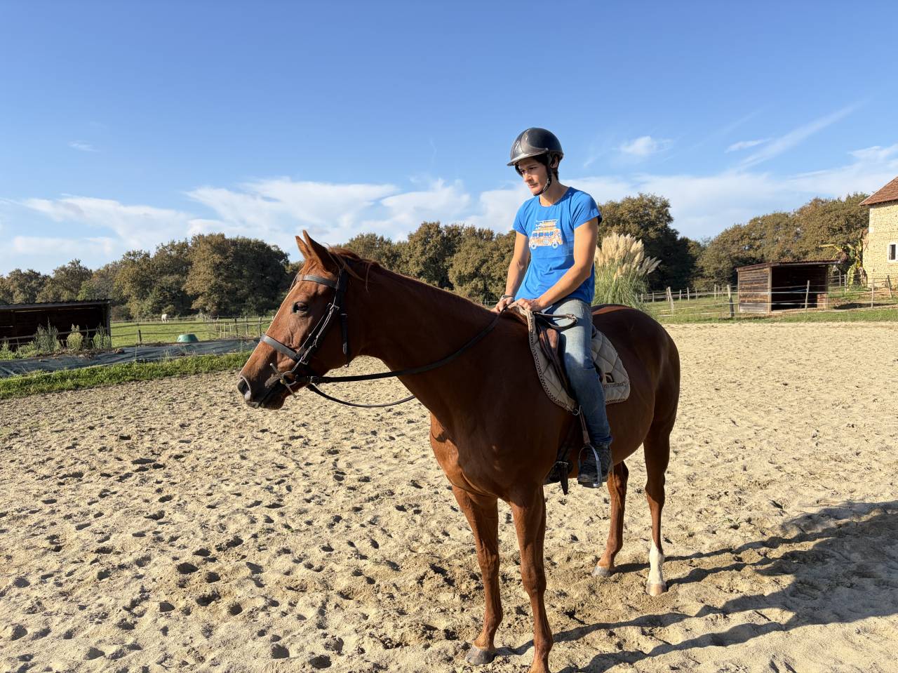 À vendre jument pur sang 5 ans