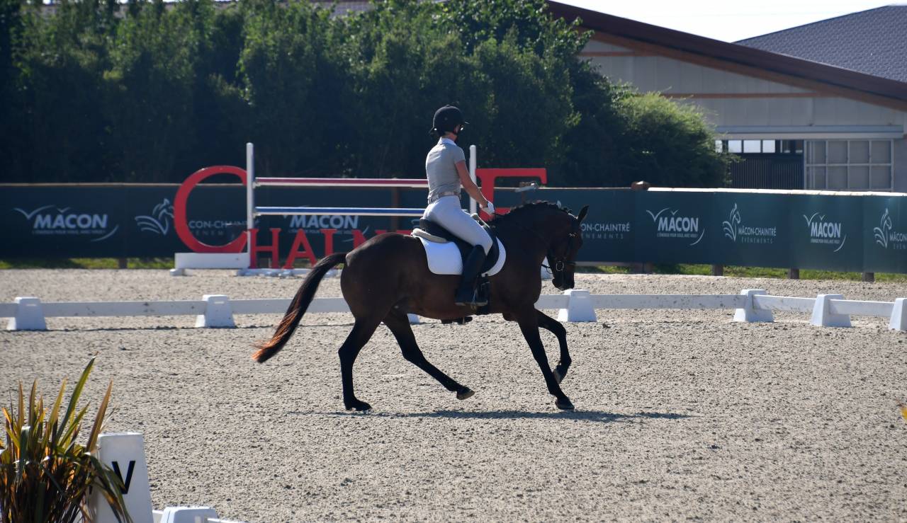 Top poney dressage cheval