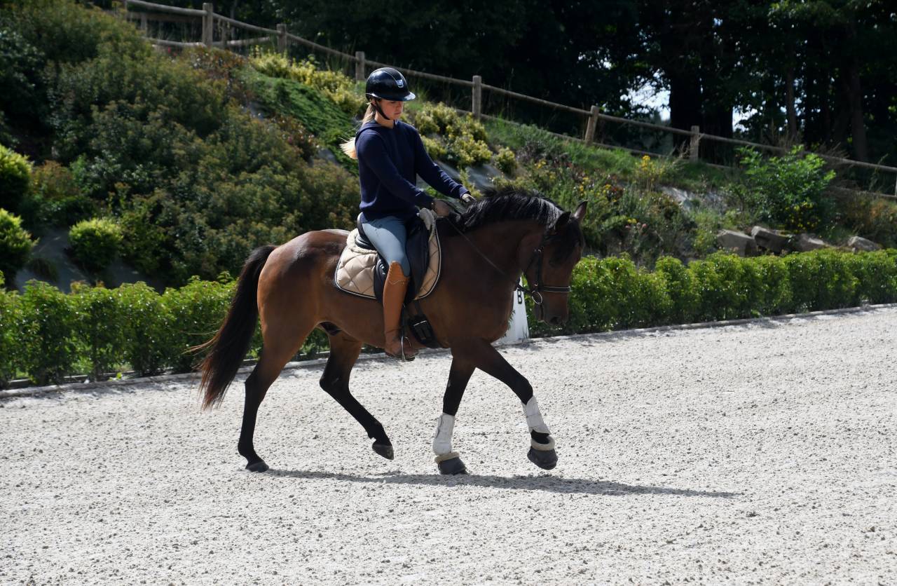 Top poney dressage cheval