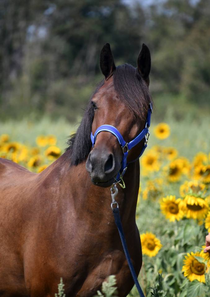 Top poney dressage cheval