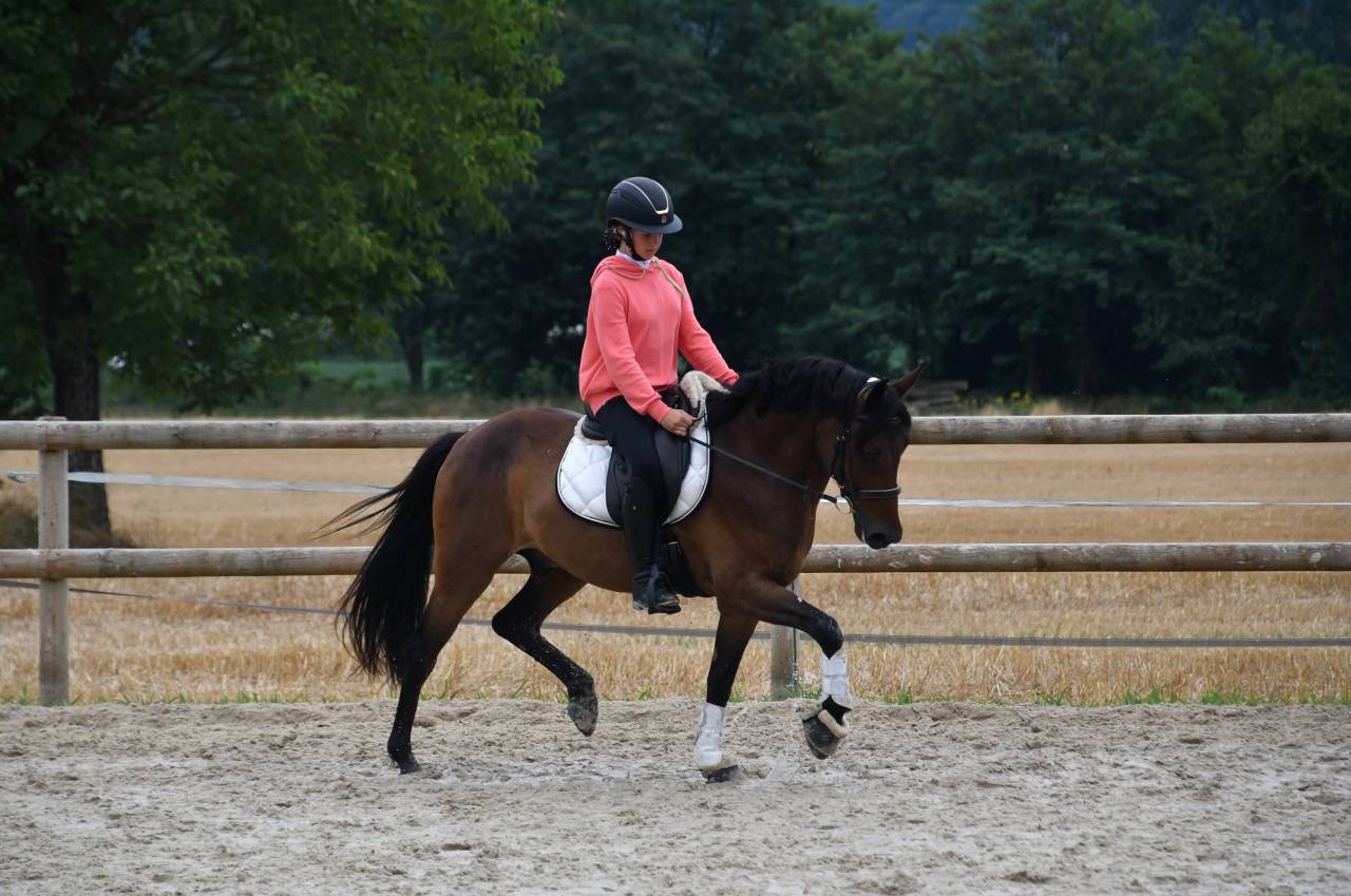 Top poney dressage cheval