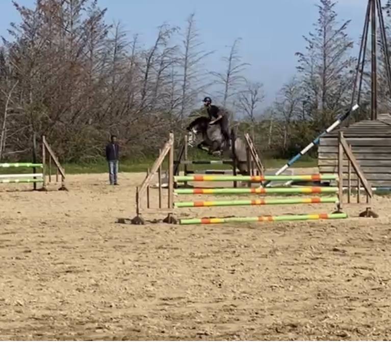 Hongre de 8 ans CSO 