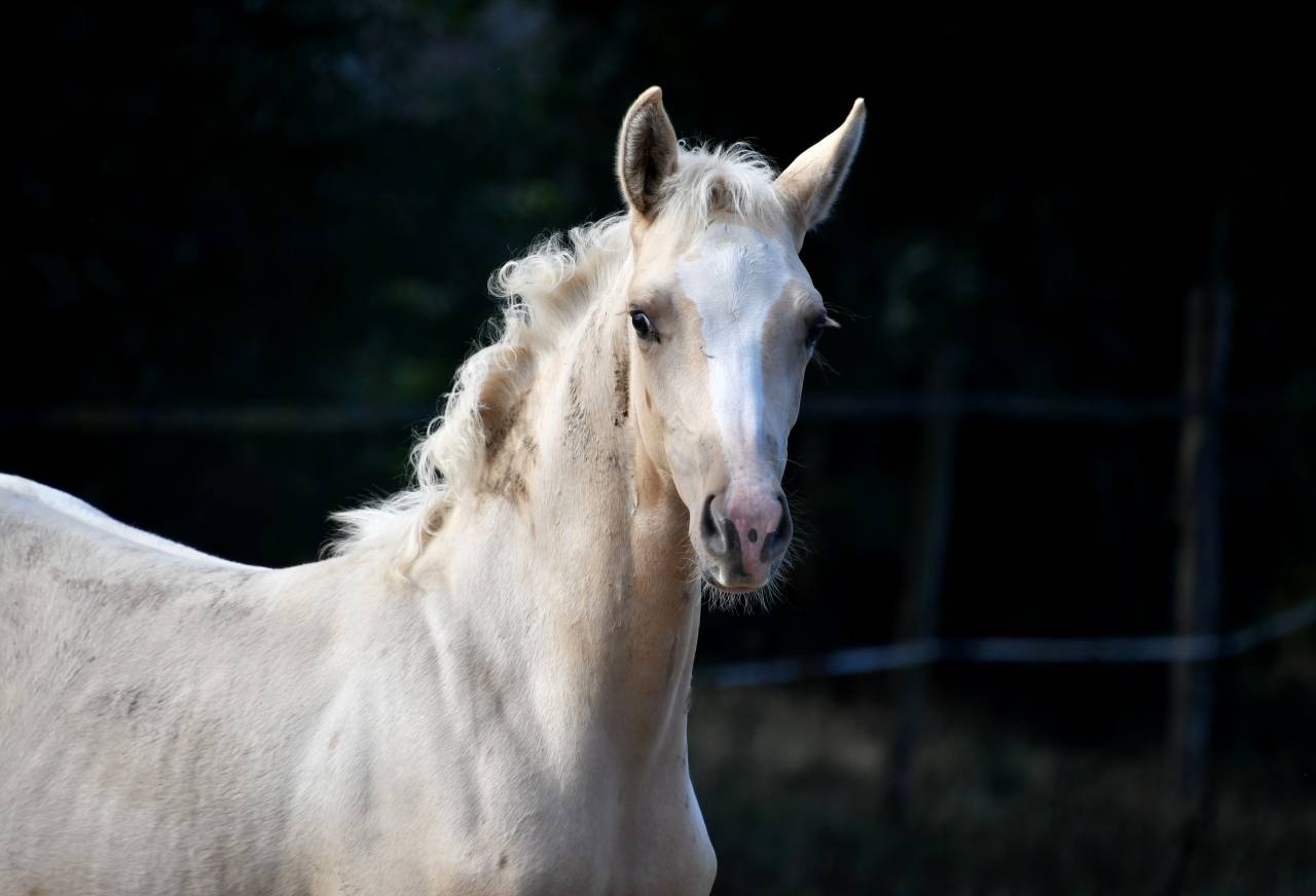 sublime pouliche BWP palomino
