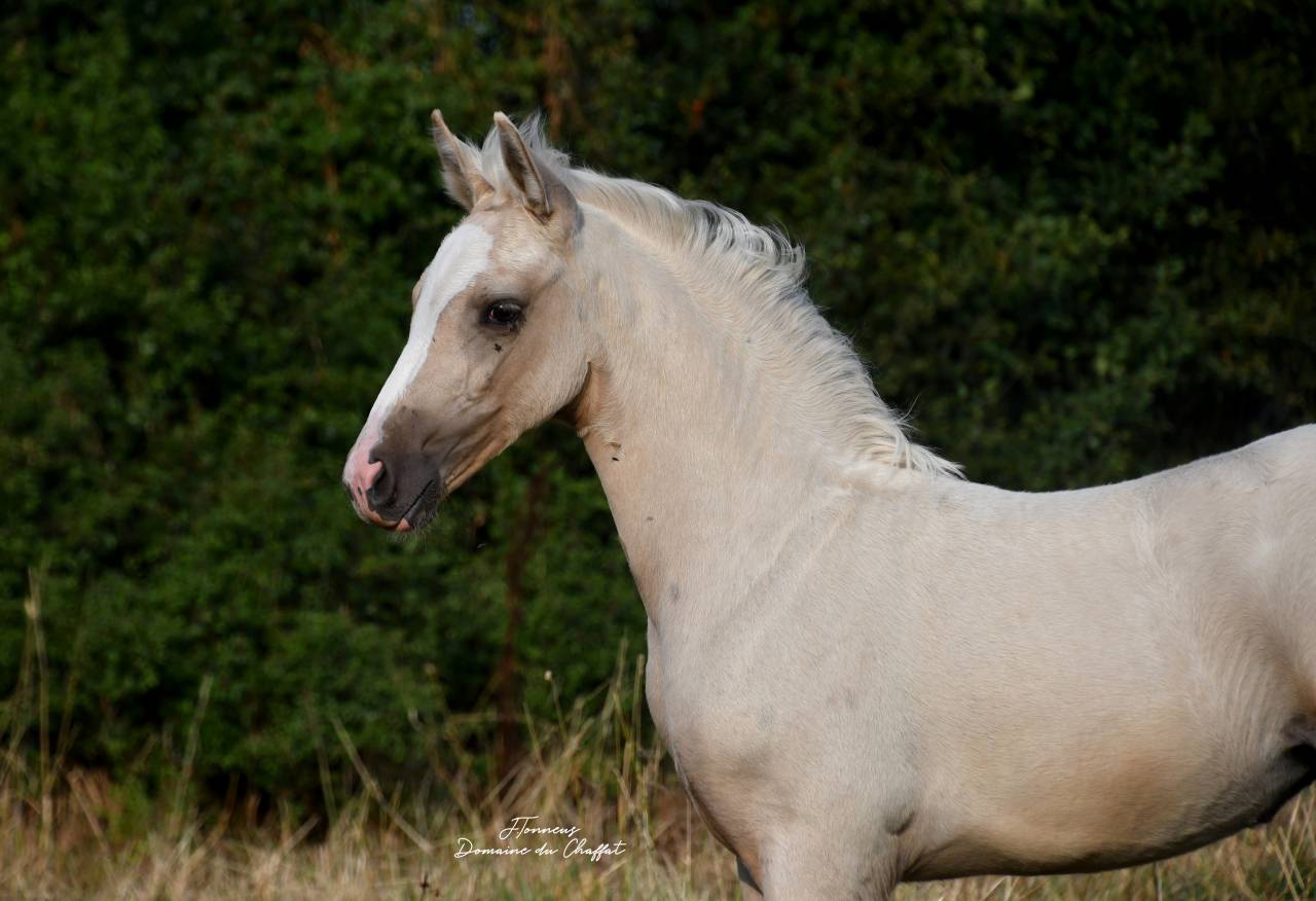 sublime pouliche BWP palomino