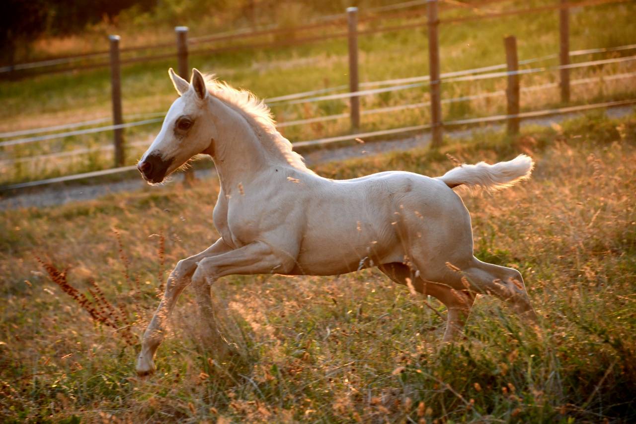 sublime pouliche BWP palomino