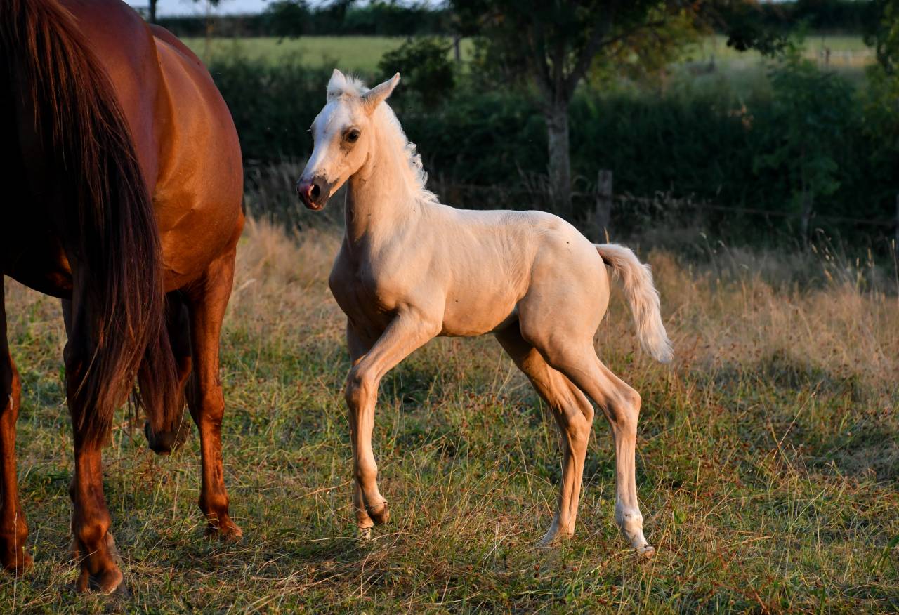 sublime pouliche BWP palomino