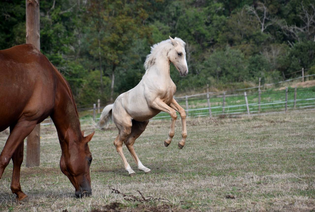 sublime pouliche BWP palomino