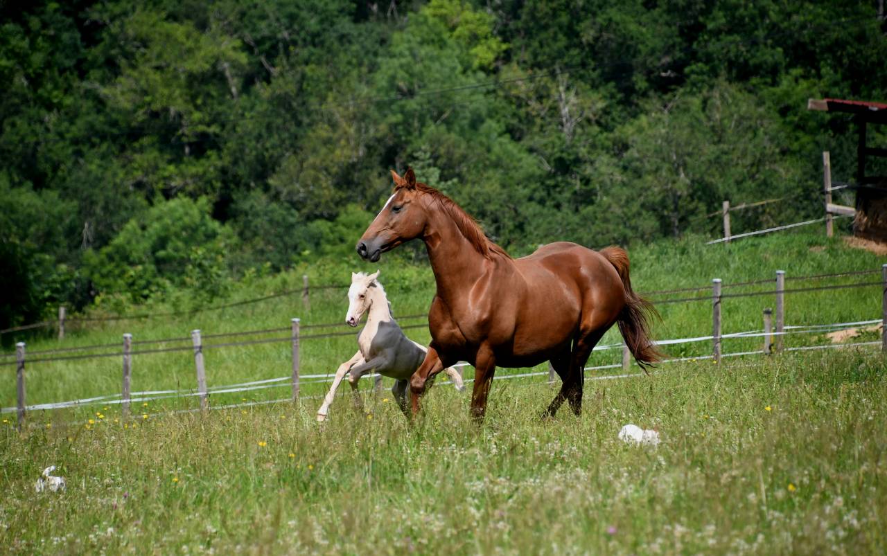 sublime pouliche BWP palomino
