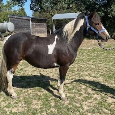 Ponette 2 ans 