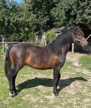 Poulain poney hongre