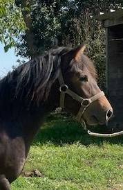 Poulain poney hongre