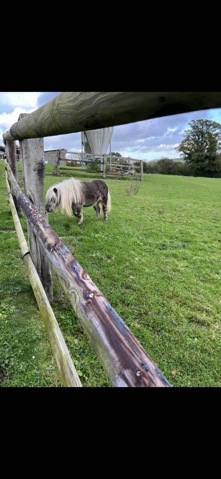 Pension retraite shetlands Calvados 10 min Cabourg 