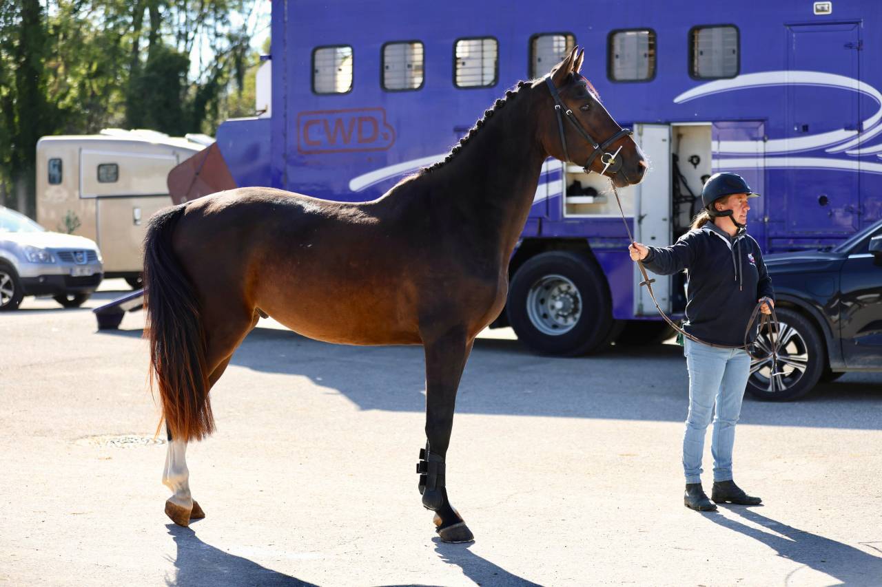 3 ans hongre par Kassander van’t roosakker