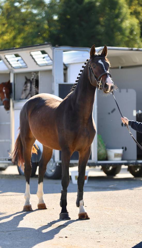 3 ans hongre par Kassander van’t roosakker