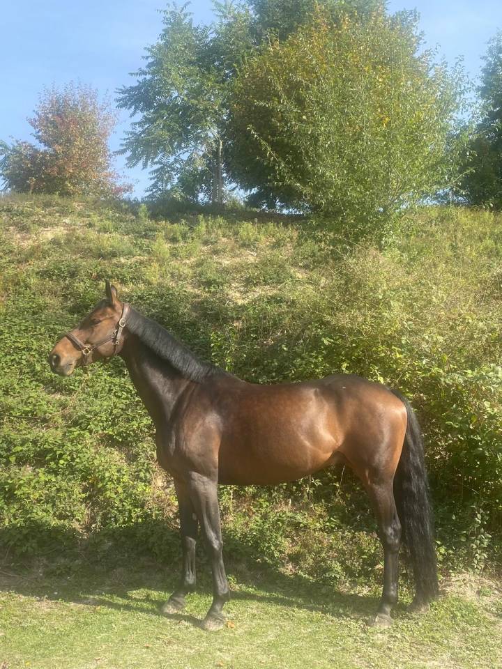 Super cheval d’amateur 