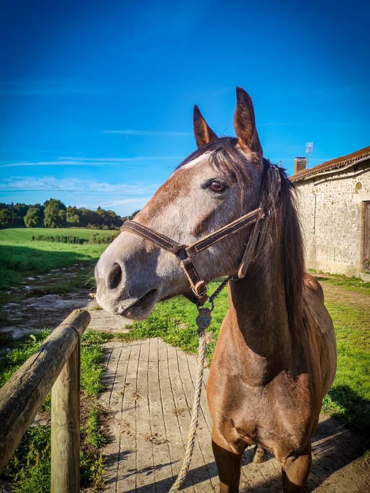 Jument origines lusitanienne OC