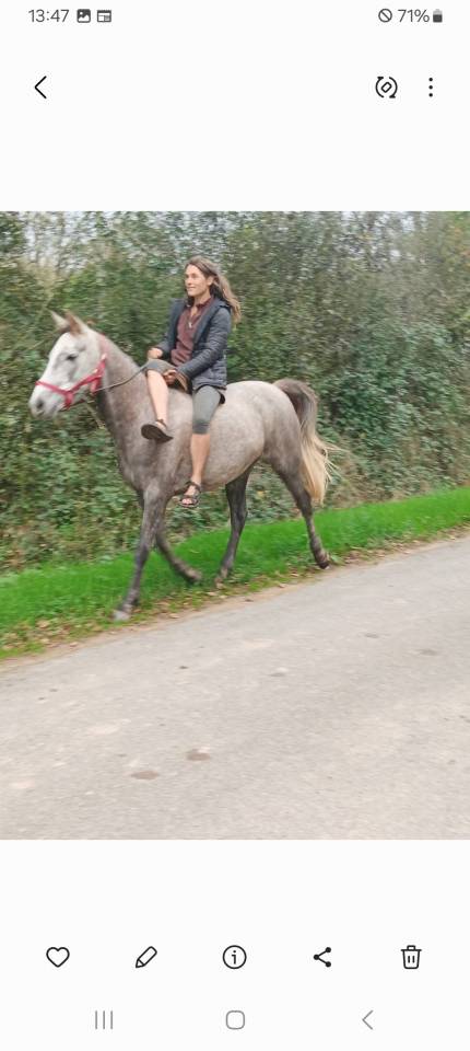 Vends chevaux dressage ethologique
