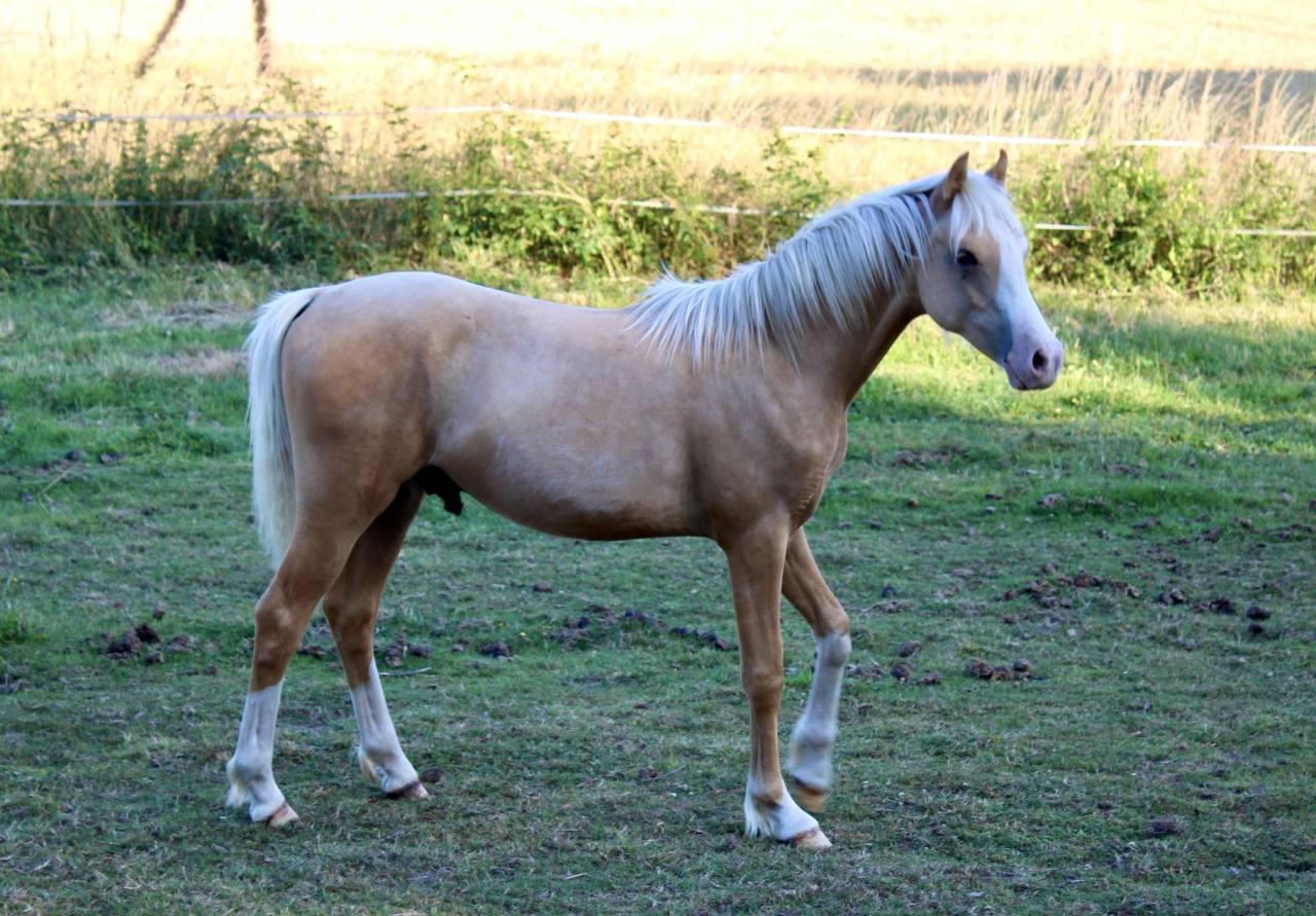 Poulain palomino 