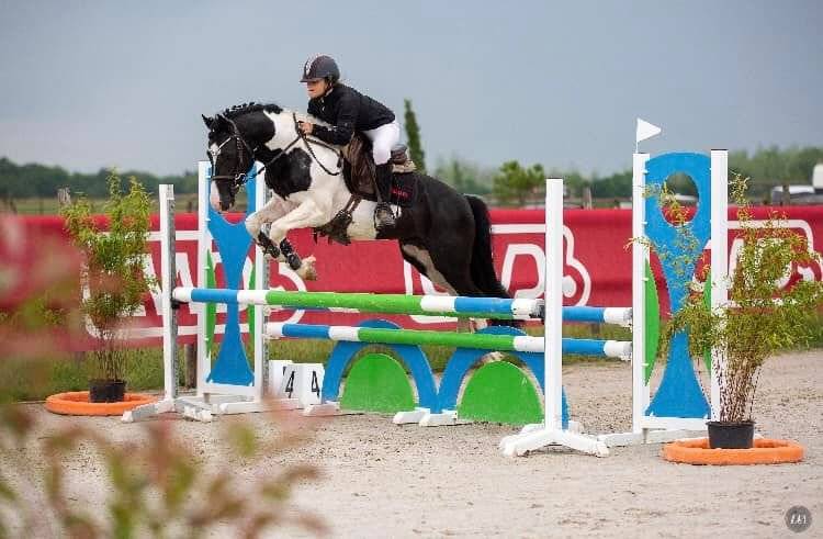 étalon wpb maitre d'école concours et agréé pour repro