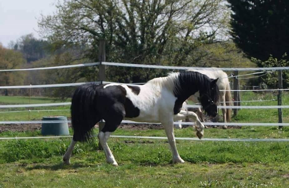étalon wpb maitre d'école concours et agréé pour repro