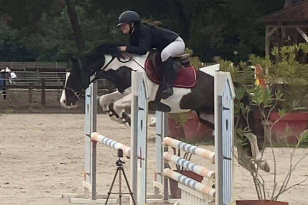 étalon wpb maitre d'école concours et agréé pour repro