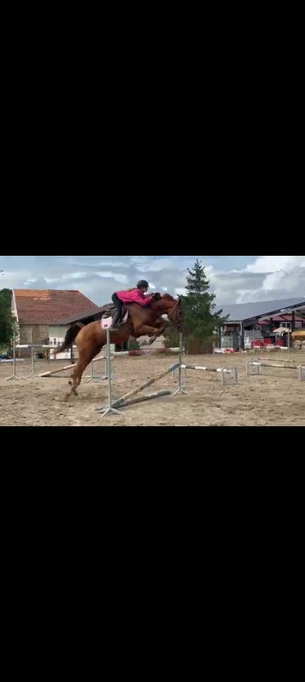 Hongre pour cso 6ans 