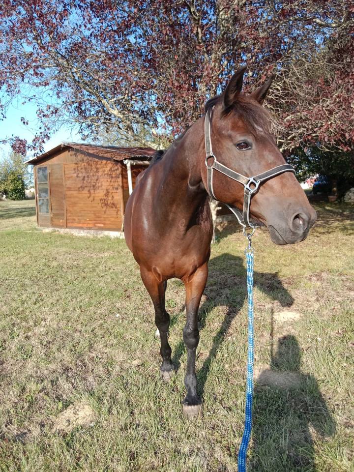 Jument 15 ans Trotteur Français