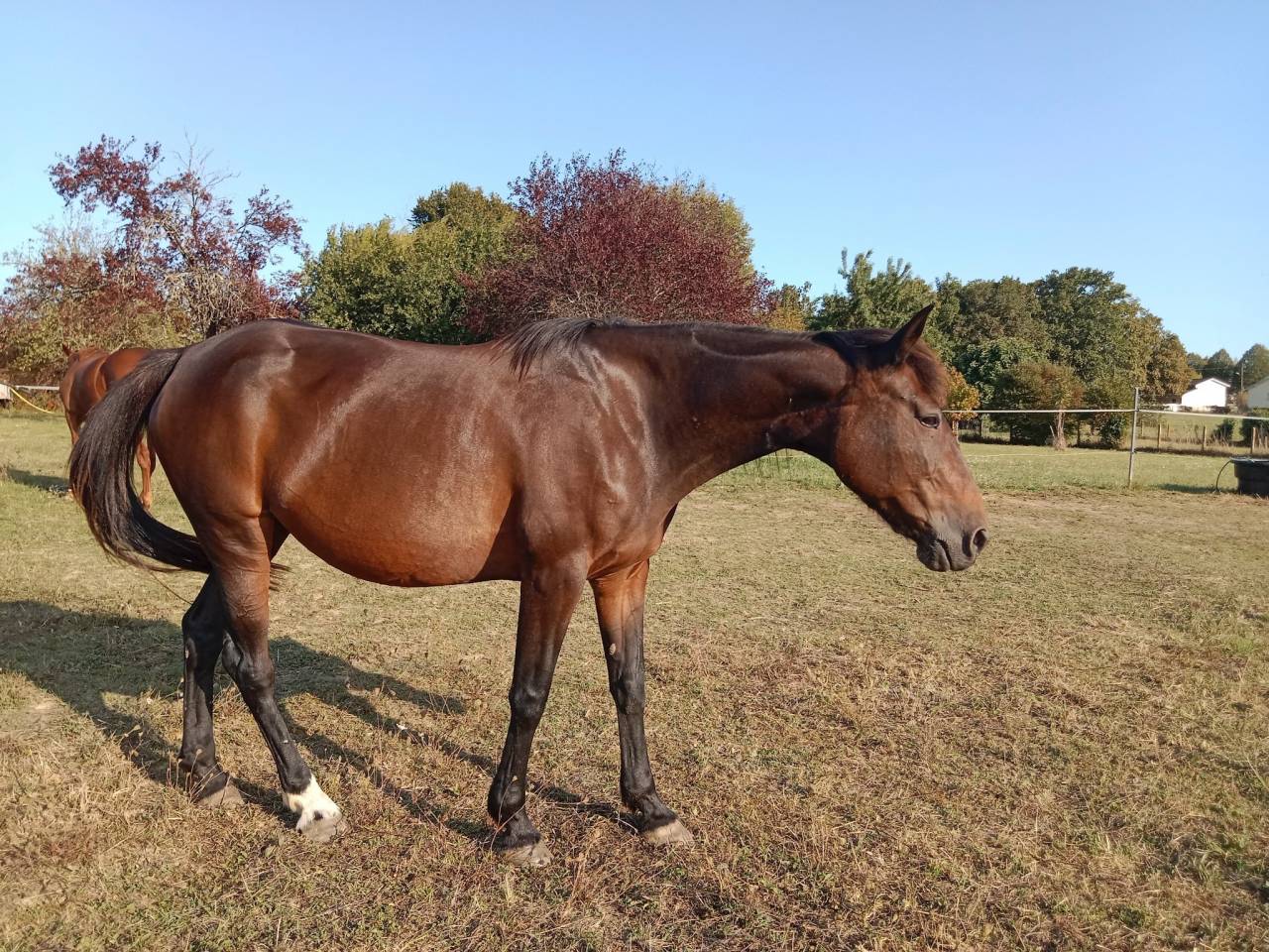 Jument 15 ans Trotteur Français