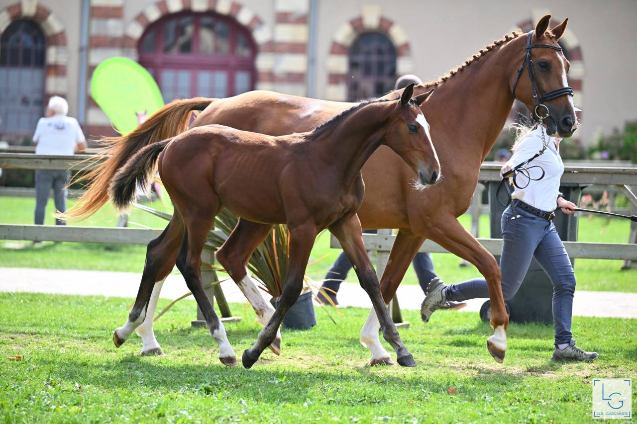 Foal selle français 